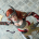 Hayley Marie as Angela; photogray by Rick Currier