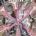 Miskatonic High #11